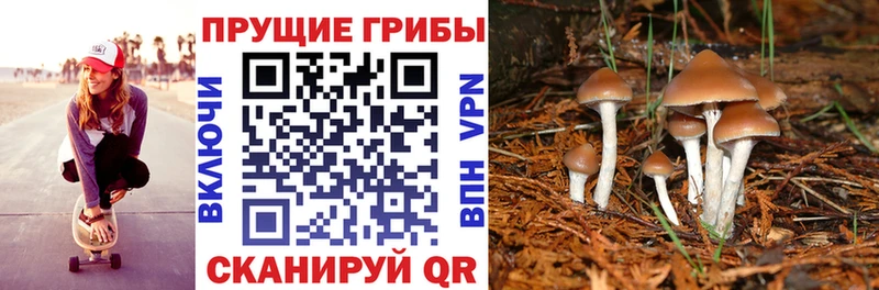 где найти   Талдом  Галлюциногенные грибы Cubensis 
